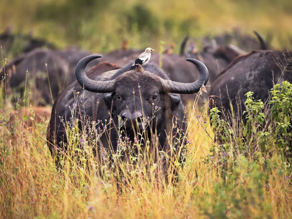 tanzania travel itineraries 12.1